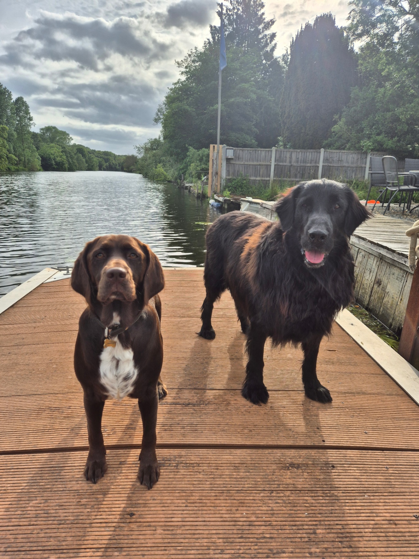 Zelda the springador and Jet the ferry dog on the deck by the river