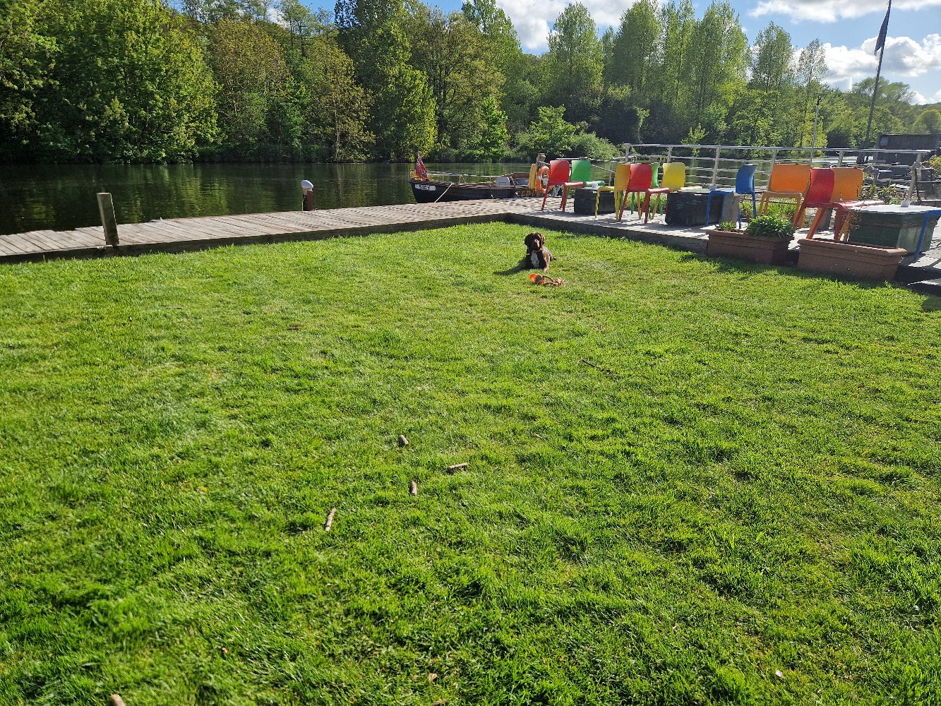 A dog playing on the lawn in front of the riverside deck